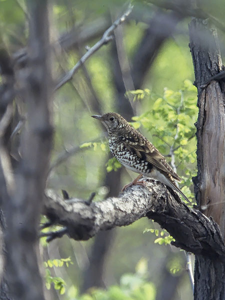 Kirjorastas, White's Thrush, Zoothera dauma